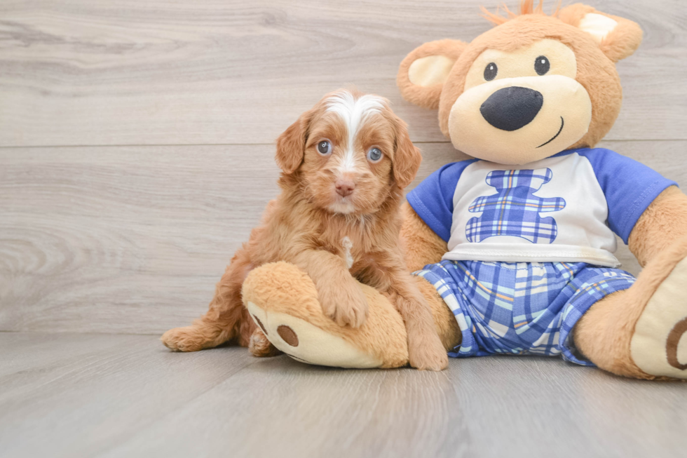 Mini Bernedoodle Puppy for Adoption