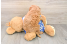 Hypoallergenic Mini Bernepoo Poodle Mix Puppy