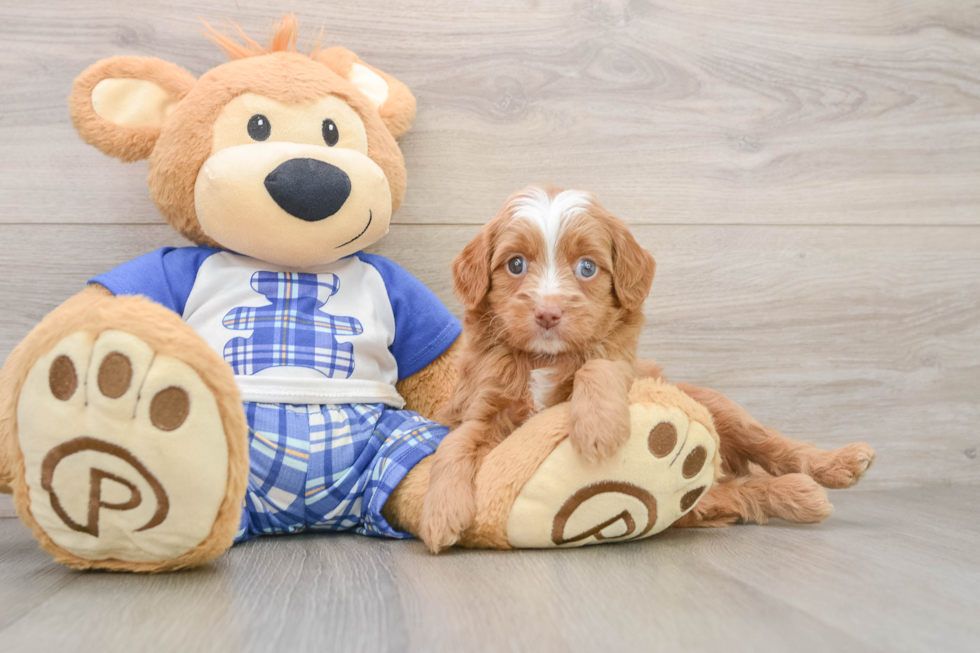 Adorable Mini Berniedoodle Poodle Mix Puppy