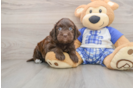 Mini Bernedoodle Pup Being Cute