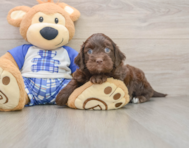 8 week old Mini Bernedoodle Puppy For Sale - Premier Pups