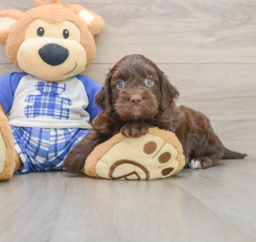 9 week old Mini Bernedoodle Puppy For Sale - Premier Pups