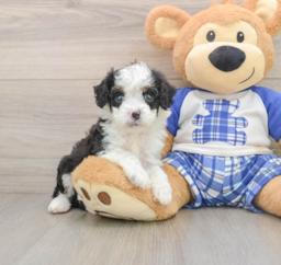 6 week old Mini Bernedoodle Puppy For Sale - Premier Pups