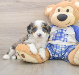 6 week old Mini Bernedoodle Puppy For Sale - Premier Pups