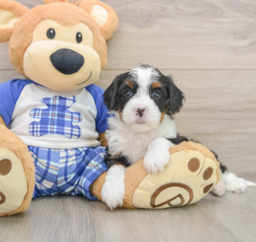 7 week old Mini Bernedoodle Puppy For Sale - Premier Pups