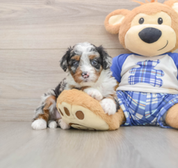 6 week old Mini Bernedoodle Puppy For Sale - Premier Pups
