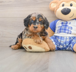 6 week old Mini Bernedoodle Puppy For Sale - Premier Pups