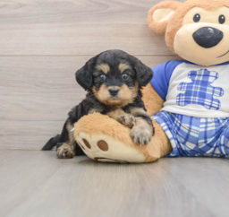 6 week old Mini Bernedoodle Puppy For Sale - Premier Pups