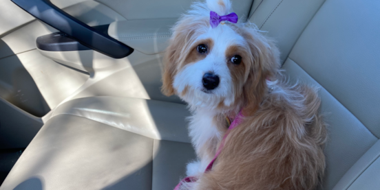 Parti Mini Bernedoodles: Black & White, Brown & White, +More
