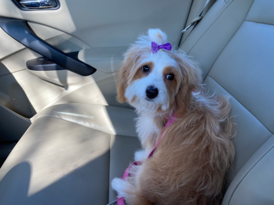 Parti Mini Bernedoodles: Black & White, Brown & White, +More