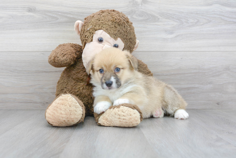 Pembroke Welsh Corgi Pup Being Cute