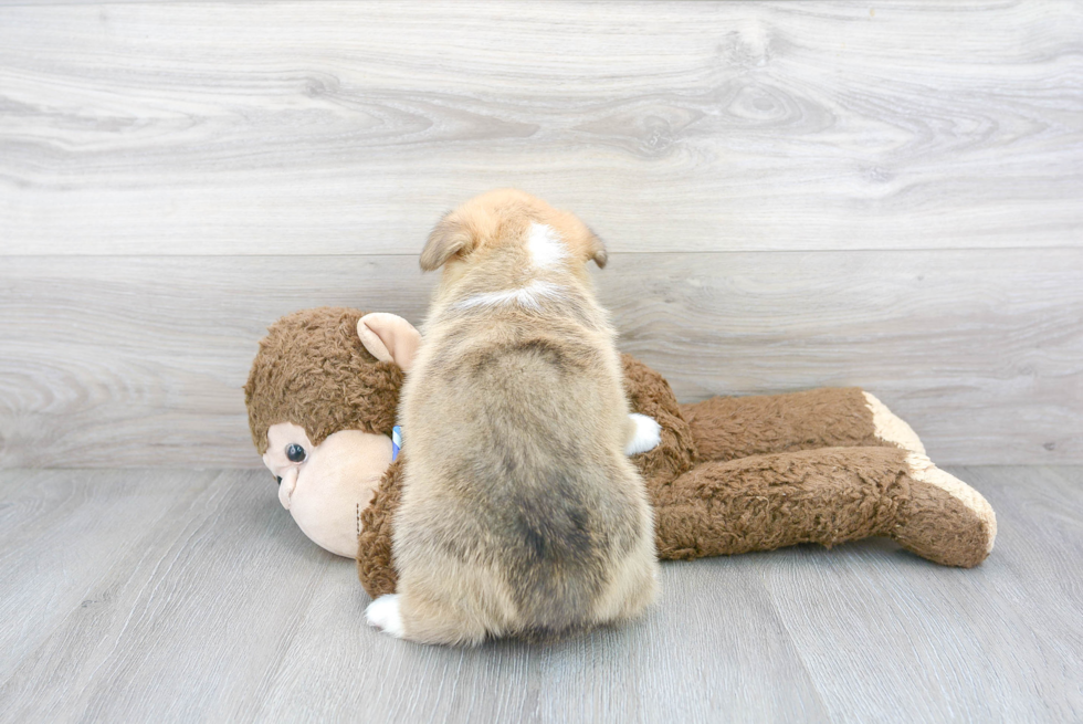 Pembroke Welsh Corgi Pup Being Cute