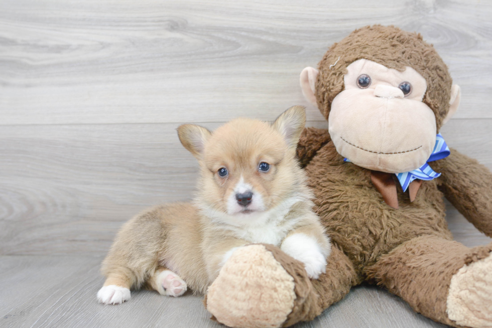 Pembroke Welsh Corgi Pup Being Cute