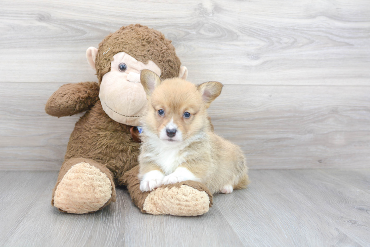 Playful Pembroke Welsh Corgi Baby