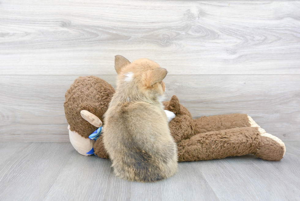 Pembroke Welsh Corgi Pup Being Cute