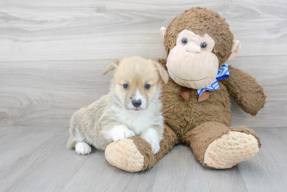 Best Pembroke Welsh Corgi Baby