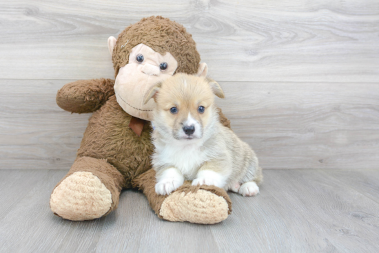 Pembroke Welsh Corgi Puppy for Adoption