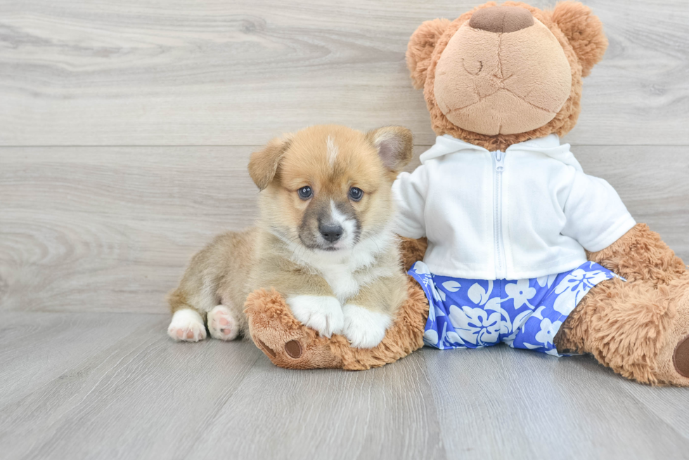 Pembroke Welsh Corgi Puppy for Adoption