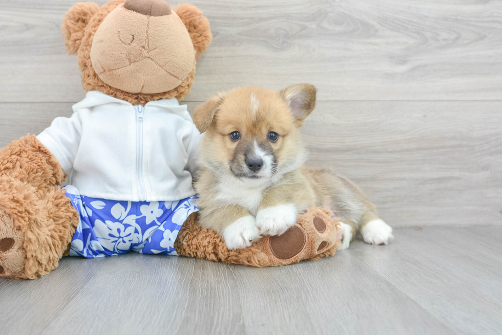 Pembroke Welsh Corgi Puppy for Adoption