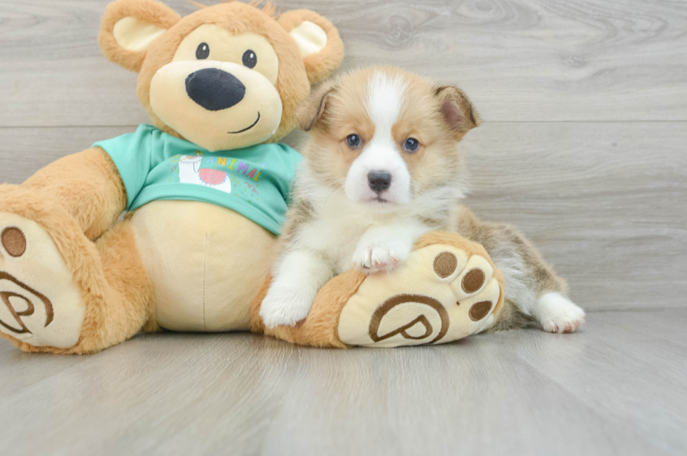 6 week old Pembroke Welsh Corgi Puppy For Sale - Premier Pups