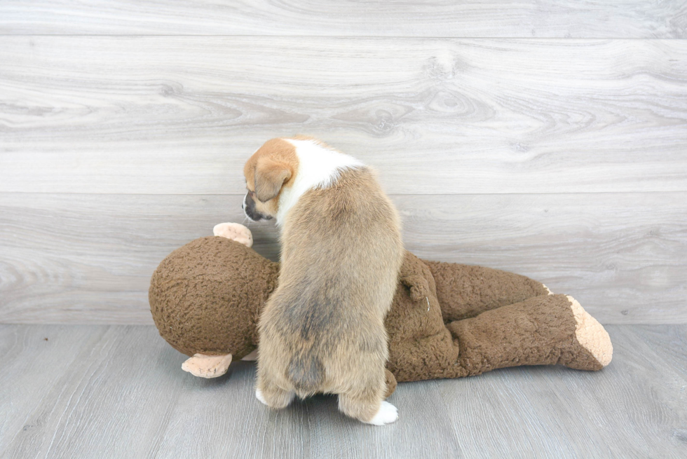 Energetic Corgi Purebred Puppy