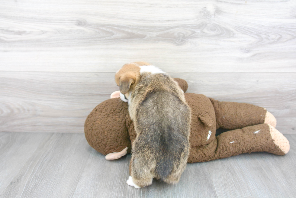 Pembroke Welsh Corgi Pup Being Cute