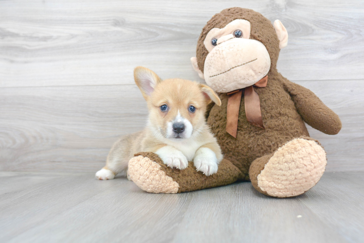 Hypoallergenic Pembroke Welsh Corgi Baby