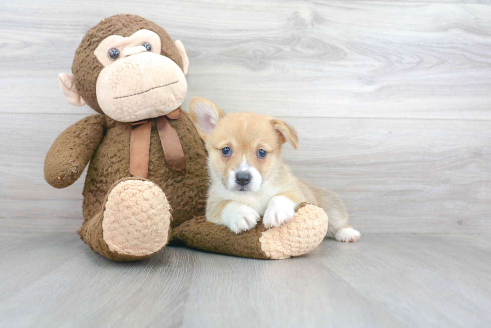 Small Pembroke Welsh Corgi Purebred Pup