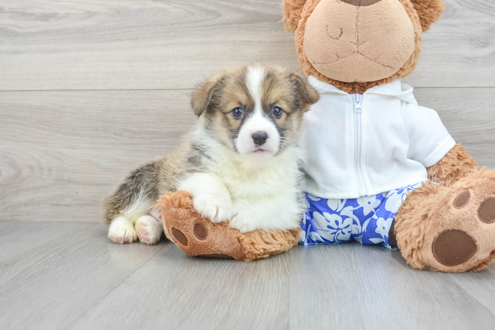 Pembroke Welsh Corgi Pup Being Cute
