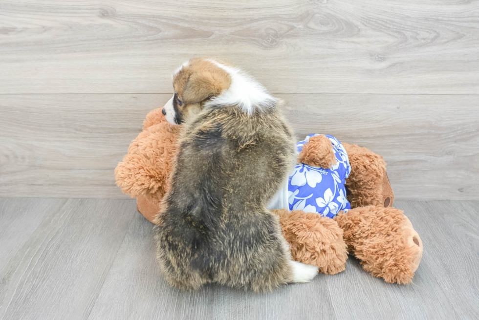 Smart Corgi Purebred Puppy