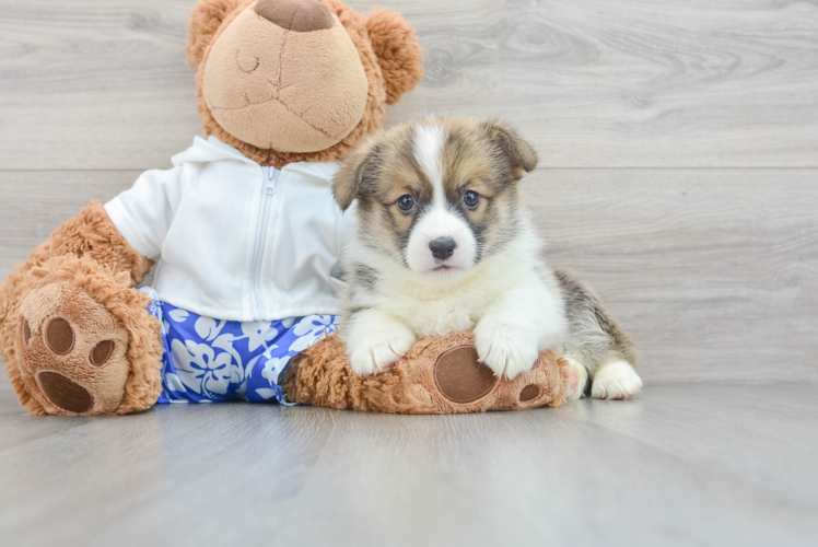 Best Pembroke Welsh Corgi Baby