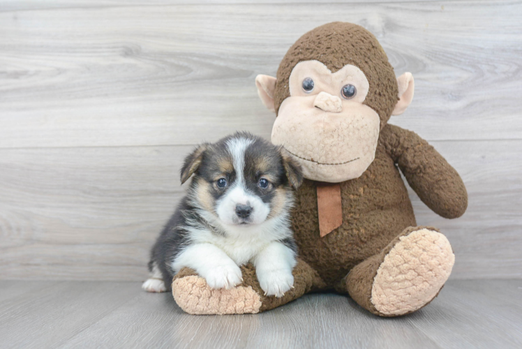 Pembroke Welsh Corgi Pup Being Cute