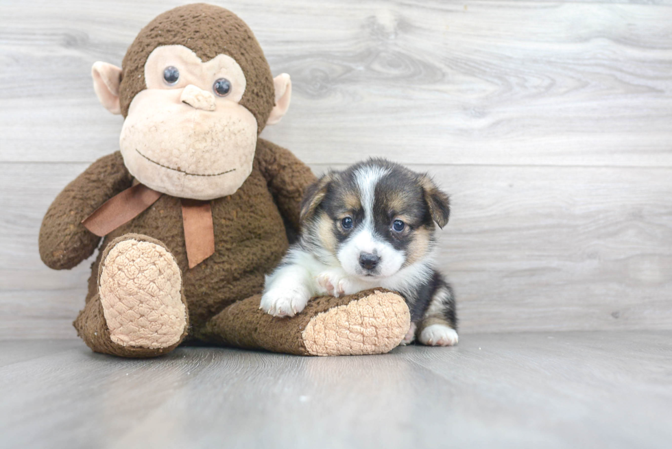 Friendly Pembroke Welsh Corgi Purebred Pup