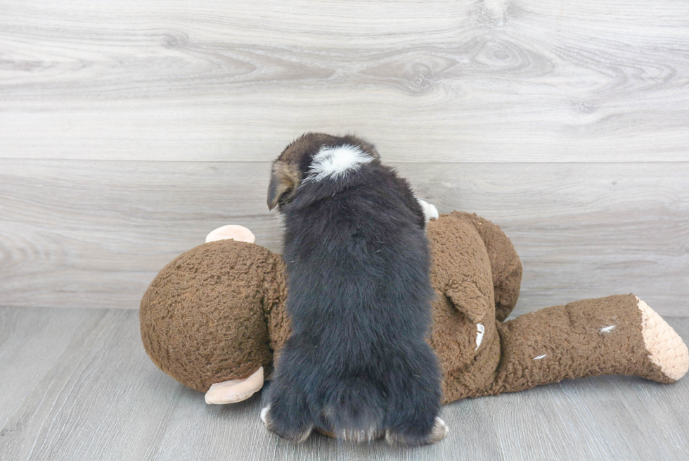 Playful Pembroke Welsh Corgi Baby