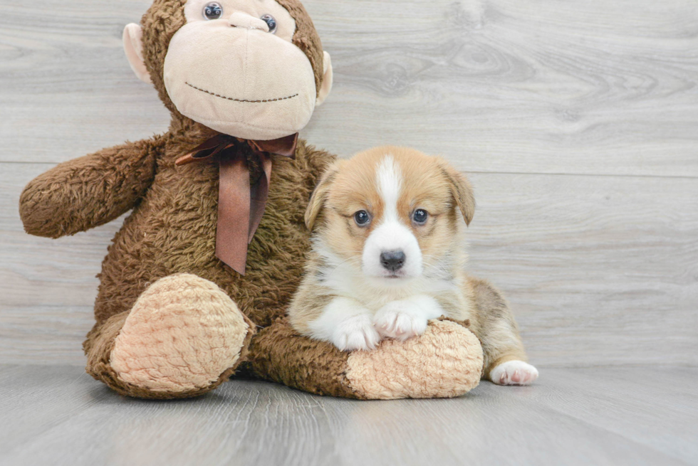 Smart Corgi Purebred Puppy