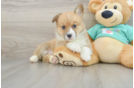 Happy Pem Corgi Purebred Puppy