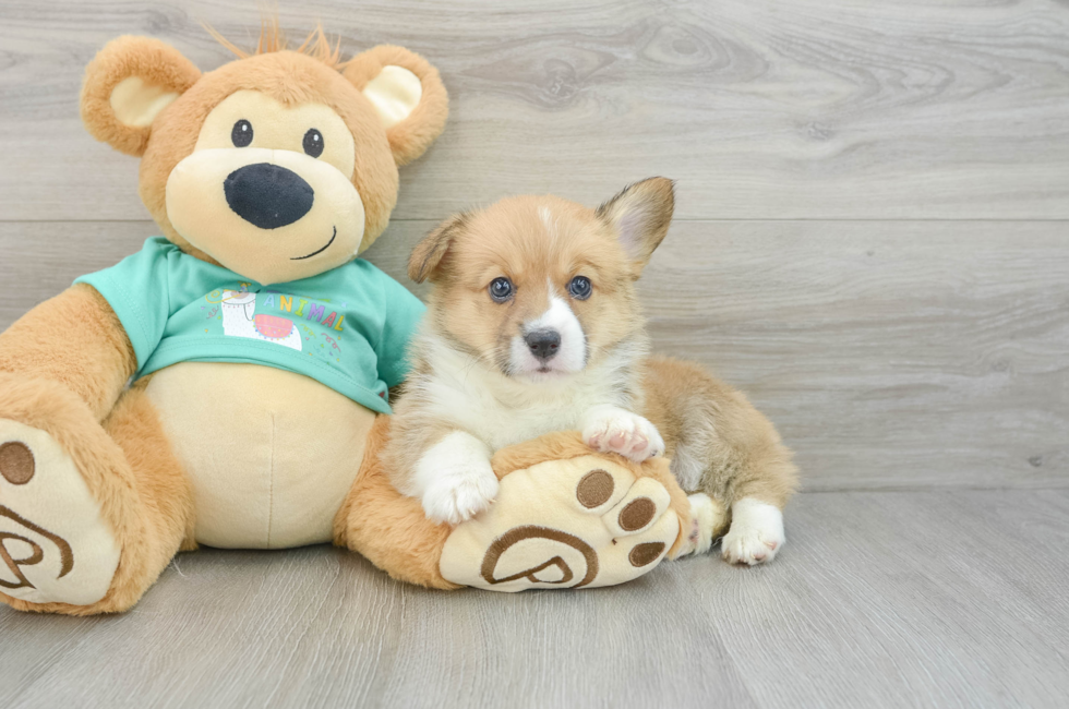 6 week old Pembroke Welsh Corgi Puppy For Sale - Premier Pups