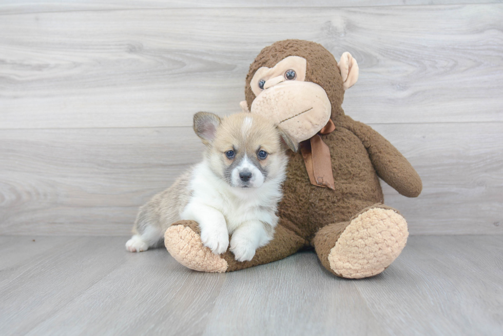 Pembroke Welsh Corgi Puppy for Adoption