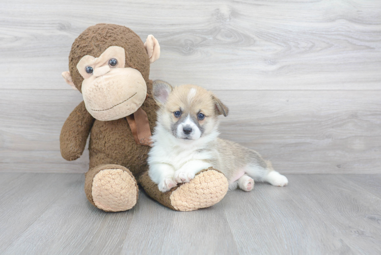 Pembroke Welsh Corgi Puppy for Adoption