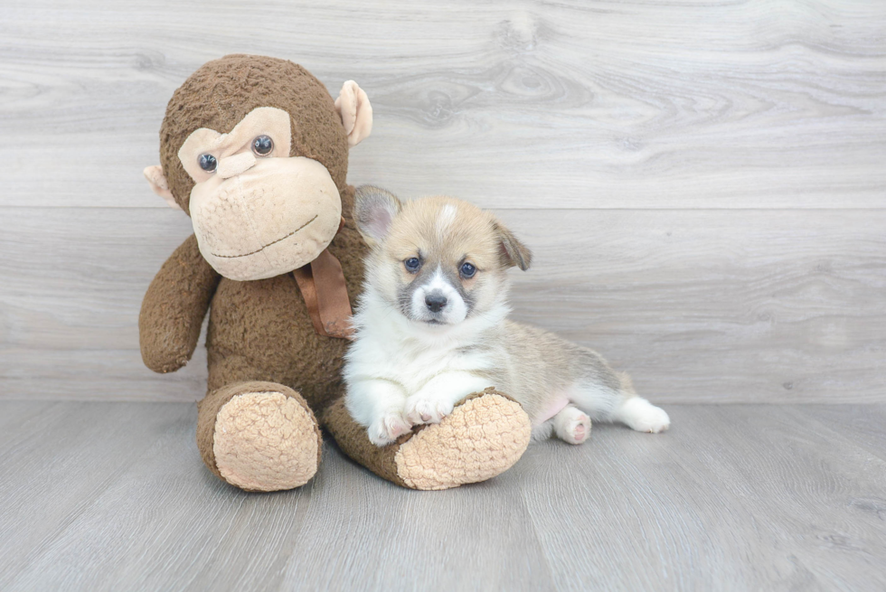 Pembroke Welsh Corgi Puppy for Adoption