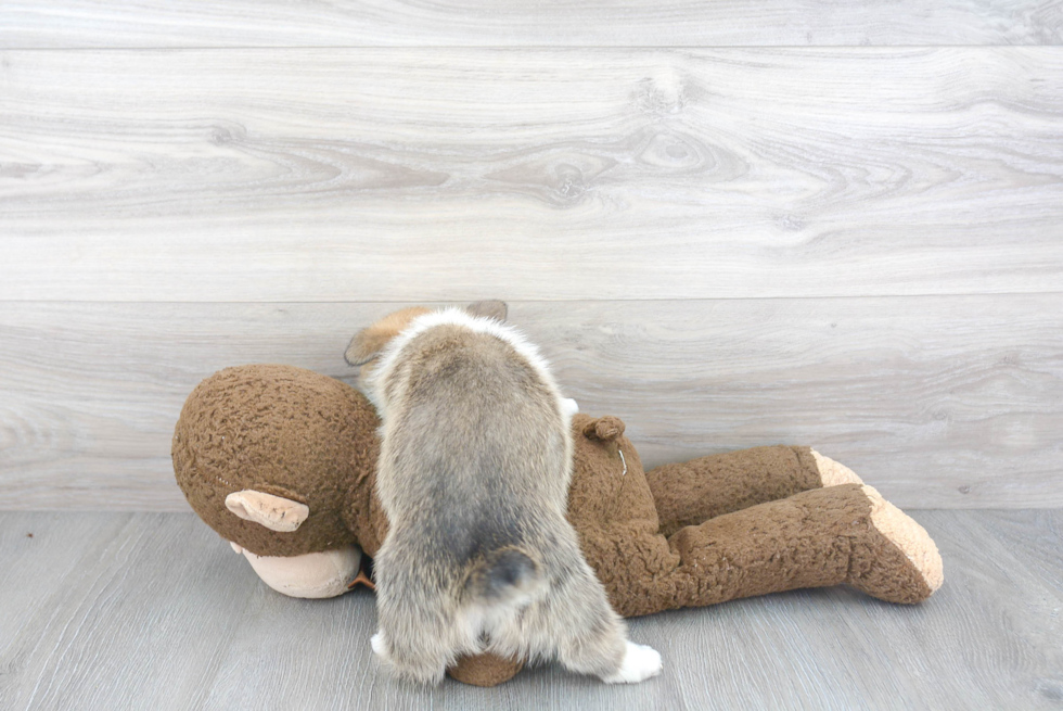Best Pembroke Welsh Corgi Baby