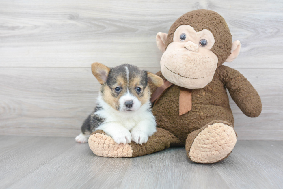 Best Pembroke Welsh Corgi Baby