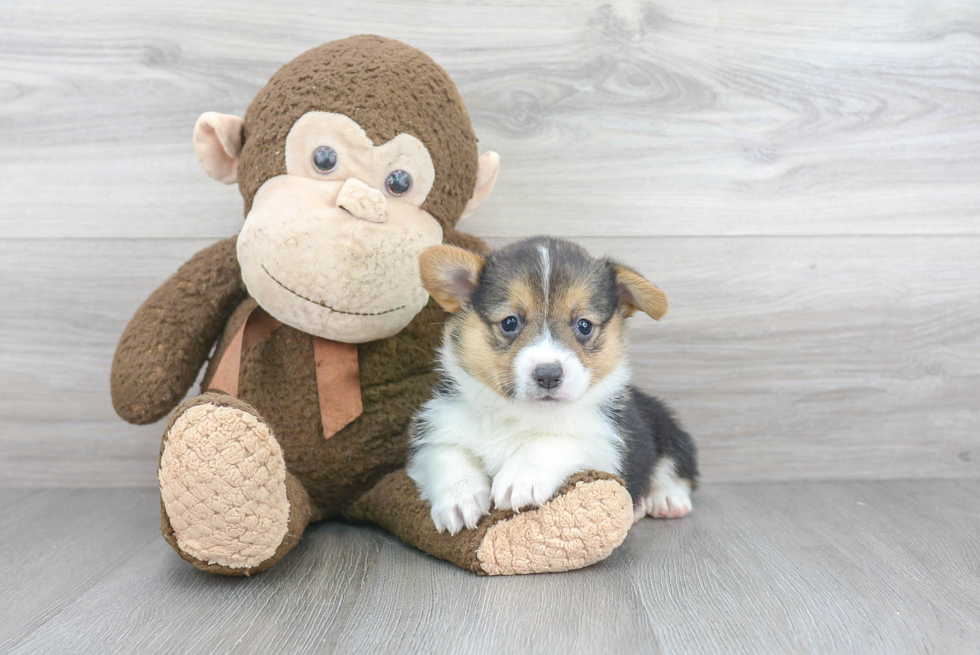 Happy Corgi Purebred Puppy