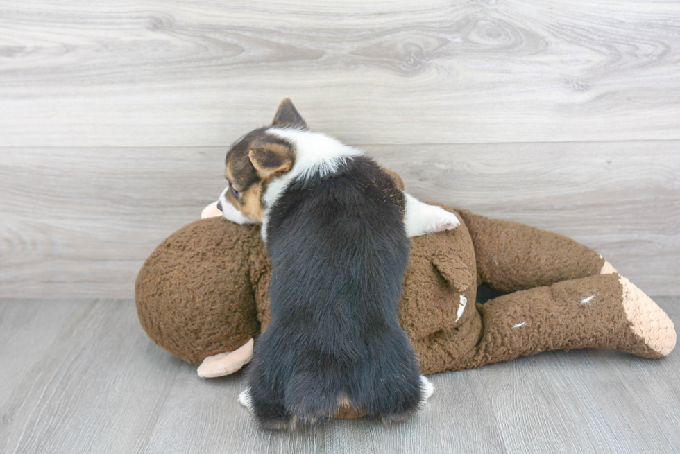 Sweet Corgi Purebred Puppy