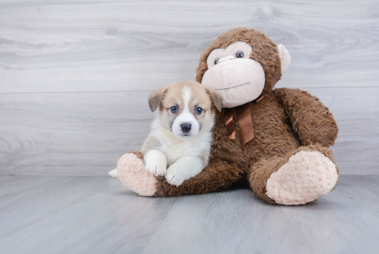 Pembroke Welsh Corgi Pup Being Cute