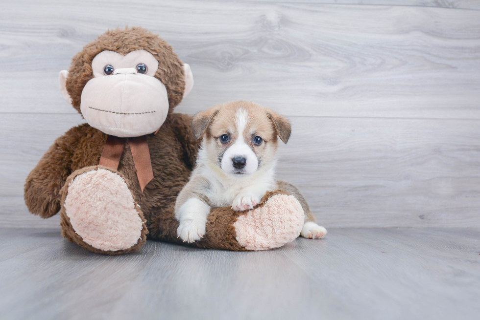 Best Pembroke Welsh Corgi Baby