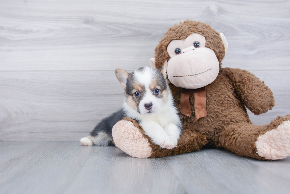 Playful Pembroke Welsh Corgi Baby