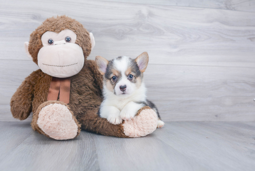 Pembroke Welsh Corgi Pup Being Cute