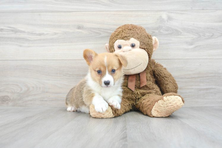 Cute Corgi Purebred Puppy