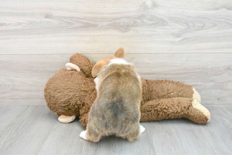 Pembroke Welsh Corgi Puppy for Adoption
